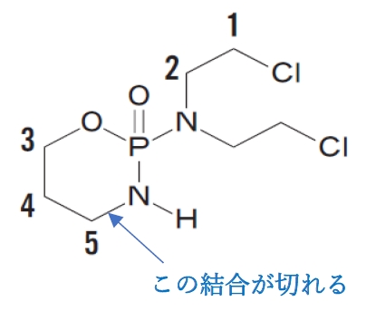 シクロホスファミドの代謝と活性化，アクロレイン構造 99回薬剤師国家試験問211，212